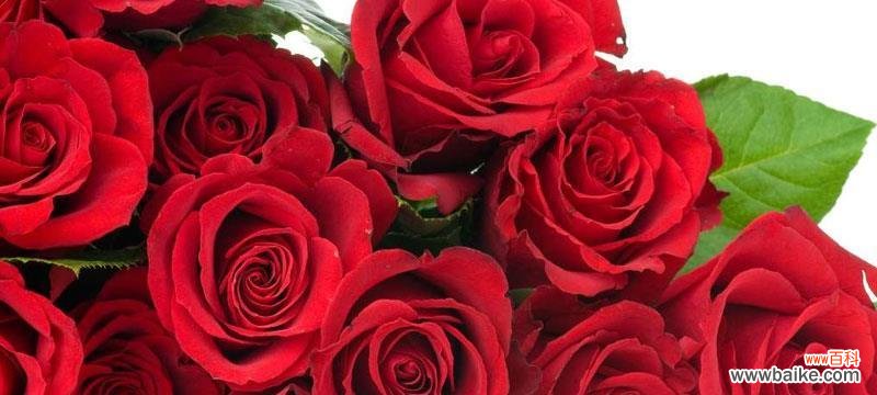 36朵玫瑰代表什么花语？花语背后的含义是什么？