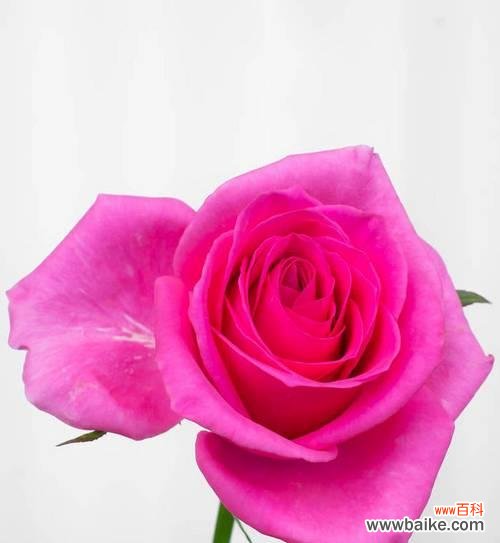 揭示玫瑰花颜色的背后意味 玫瑰花色彩的隐含意义