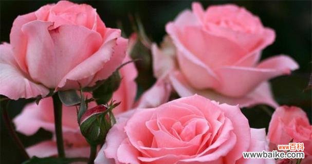 解读玫瑰花的不同颜色 玫瑰花颜色的含义