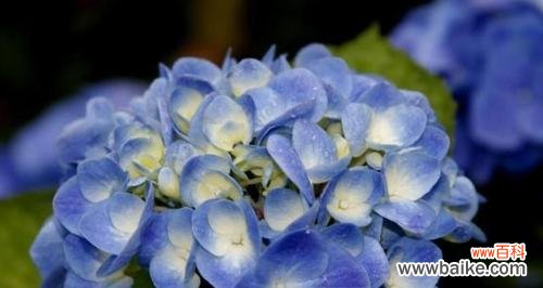 以自信为主题的十五种植物及其魅力 自信之花