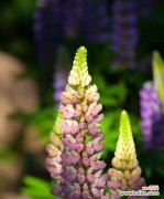 以自信为主题的十五种植物及其魅力 自信之花