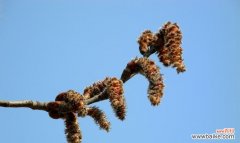 花开如雪 白杨树的开花之美