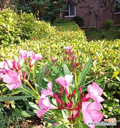 探索夹竹桃花语的深层含义及其潜在风险 夹竹桃花语之美丽与危险