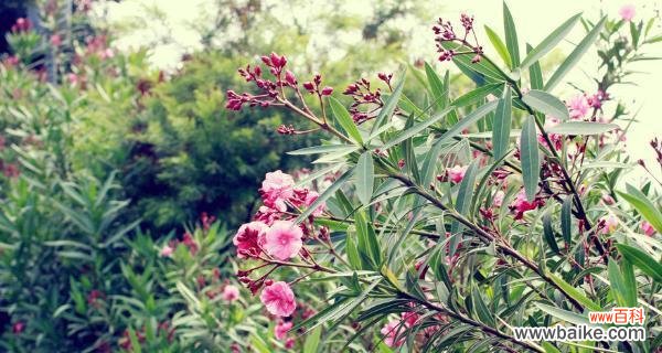 探索夹竹桃花语的深层含义及其潜在风险 夹竹桃花语之美丽与危险