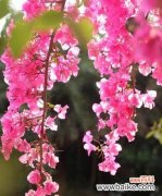 探索三角梅花语的深刻含义与象征 三角梅的花语