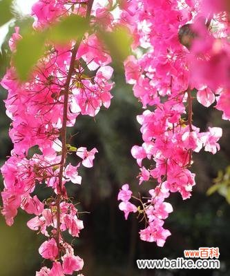 探索三角梅花语的深刻含义与象征 三角梅的花语