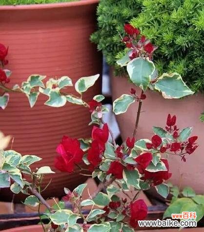 探索三角梅花语的深刻含义与象征 三角梅的花语