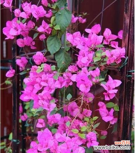 探索三角梅花语的深刻含义与象征 三角梅的花语