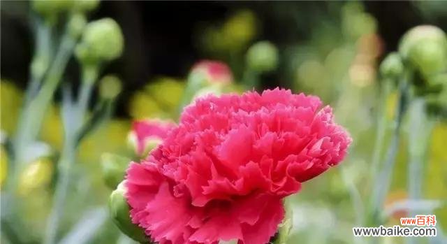 红色康乃馨的花语含义及象征 红色康乃馨花语