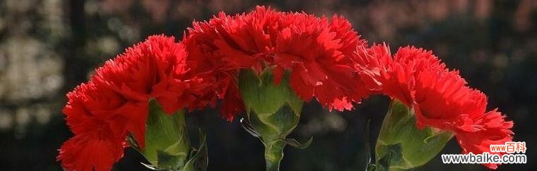 红色康乃馨的花语含义及象征 红色康乃馨花语