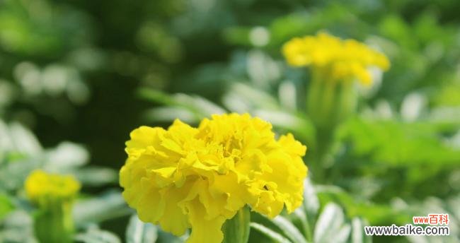 百合花的象征意义与传承 以百合花代表善良