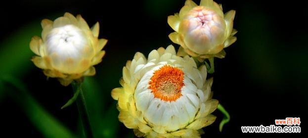 百合花的象征意义与传承 以百合花代表善良