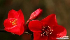 赏花品色 海棠花语