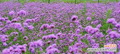 爱的奇迹如薰衣草般静候绽放 等待爱情的奇迹