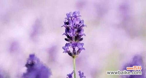 爱的奇迹如薰衣草般静候绽放 等待爱情的奇迹