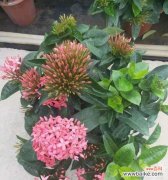 揭示龙船花在风水中的吉祥寓意与作用 龙船花风水的祥瑞之道