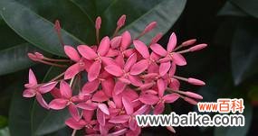 揭示龙船花在风水中的吉祥寓意与作用 龙船花风水的祥瑞之道