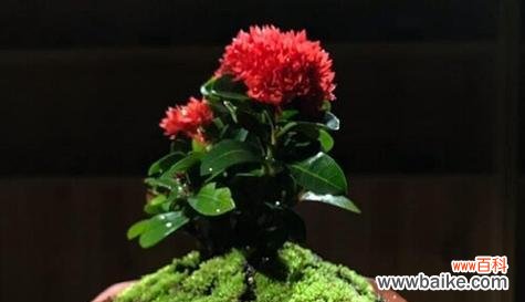 揭示龙船花在风水中的吉祥寓意与作用 龙船花风水的祥瑞之道