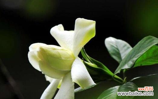 探寻栀子花的文化内涵 栀子花的寓意与象征