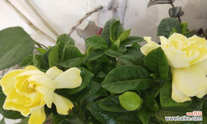 探寻栀子花的文化内涵 栀子花的寓意与象征