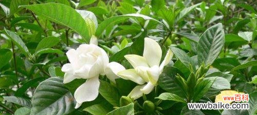 探寻栀子花的文化内涵 栀子花的寓意与象征