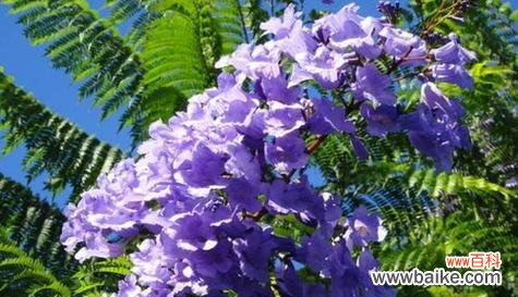 以白色郁金香为主题的花语揭示了人们面对永别时的情感表达 永别之花——一朵告别的花