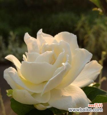 花开如梦 栀子花，盛开的芳香之梦