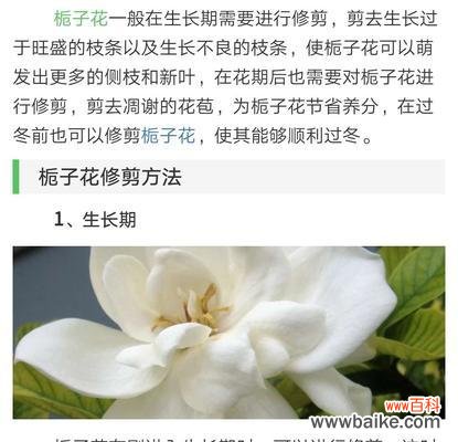 花开如梦 栀子花，盛开的芳香之梦