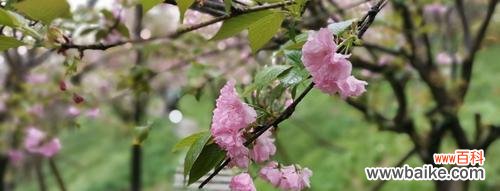 红叶樱花的花语及其意义 红叶樱花花语——秋之美的象征