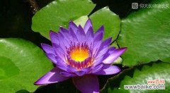 以蝴蝶花为象征 绽放心灵的蝴蝶花语