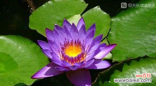 以蝴蝶花为象征 绽放心灵的蝴蝶花语