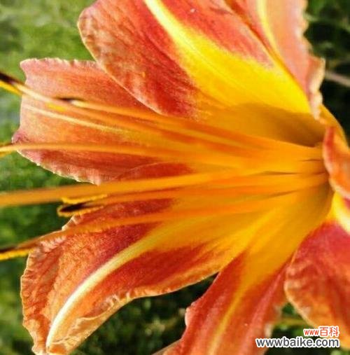 以蝴蝶花为象征 绽放心灵的蝴蝶花语