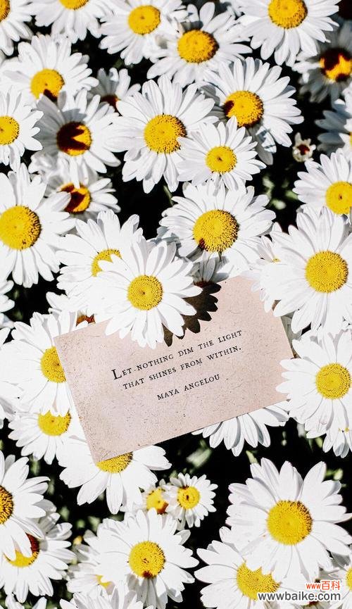 解读白色雏菊花语 白色雏菊的花语及其意义