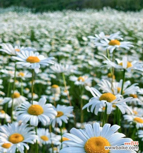 解读白色雏菊花语 白色雏菊的花语及其意义
