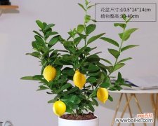 酸甜交融的柠檬 柠檬的象征意义及其多样化应用