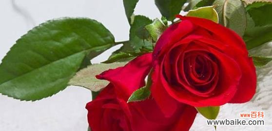 玫瑰花的多样性与深刻的情感传达 玫瑰花的种类及花语解读