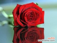 揭开玫瑰花的隐秘密码 玫瑰花的神秘寓意