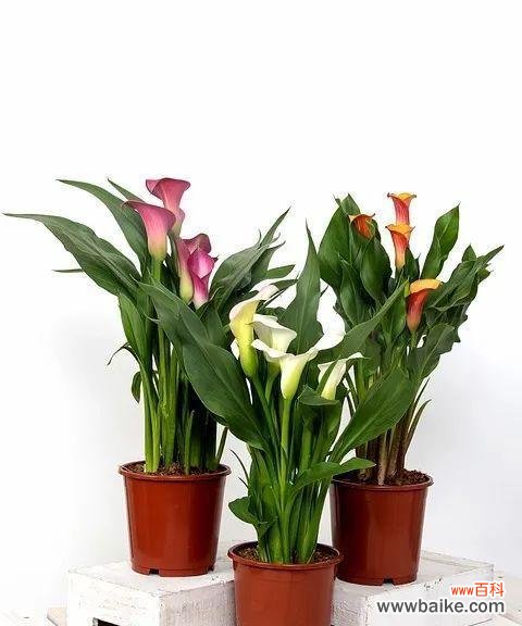 探寻马蹄莲的寓意与传说 马蹄莲