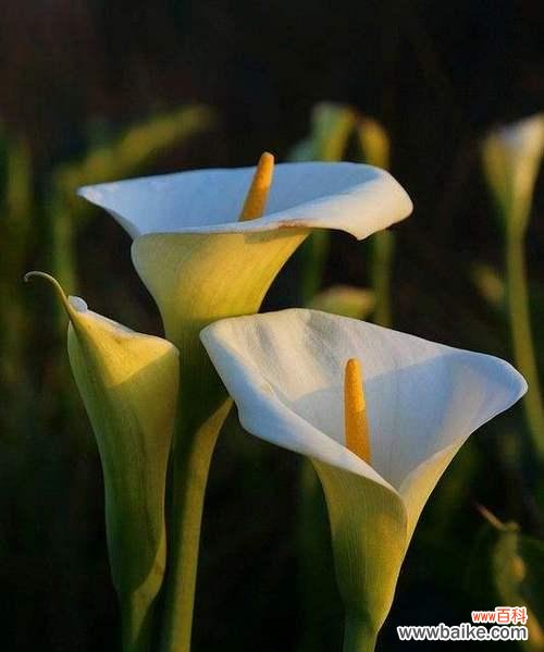 探寻马蹄莲的寓意与传说 马蹄莲