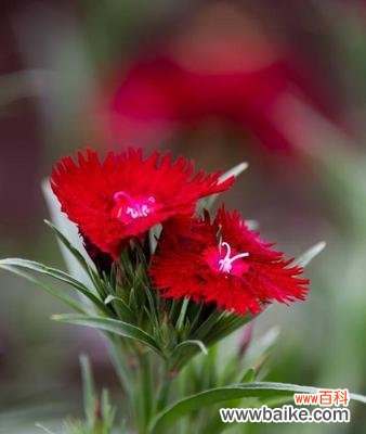 用花朵传递父爱的真谛 父爱如何用花来表达