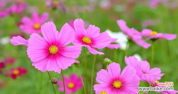 花语安全 以百合花为主题的文章