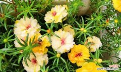 探寻以太阳花背后的文化寓意 以太阳花的象征意义和意思