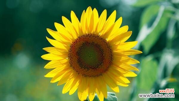 探寻以太阳花背后的文化寓意 以太阳花的象征意义和意思