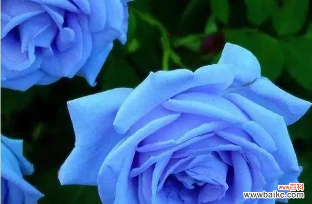 97朵玫瑰花花语是什么意思?送97朵玫瑰代表什么情感?