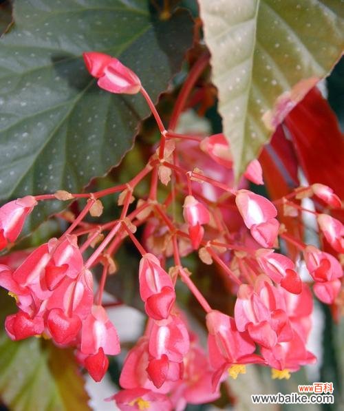 四季海棠花盛开 四季海棠花语