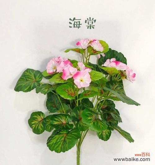 四季海棠花盛开 四季海棠花语