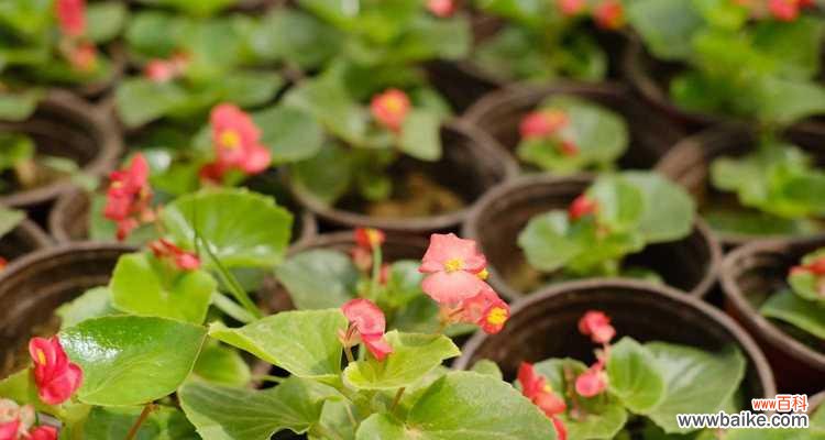 四季海棠花盛开 四季海棠花语