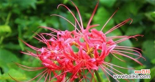 执着 执念的花语——百合花