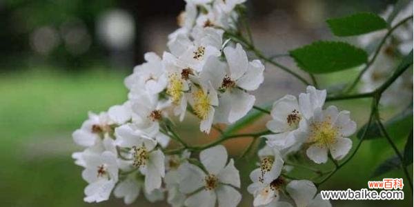 执着 执念的花语——百合花