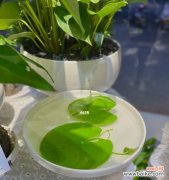 探寻一叶莲的内涵和象征意义 一叶莲的寓意和花语